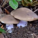 На Кіровоградщині – десятий випадок отруєння грибами з початку року - INFBusiness