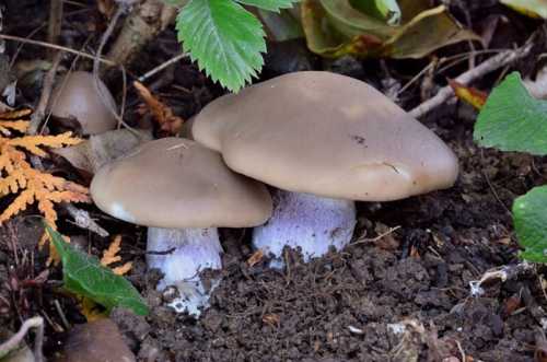 На Кіровоградщині – десятий випадок отруєння грибами з початку року