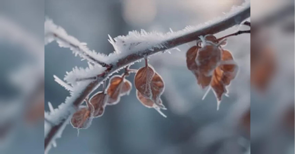 Подекуди засніжить і маленький «плюс»: яку погоду на тижні 19 — 25 січня обіцяють українцям синоптики - INFBusiness