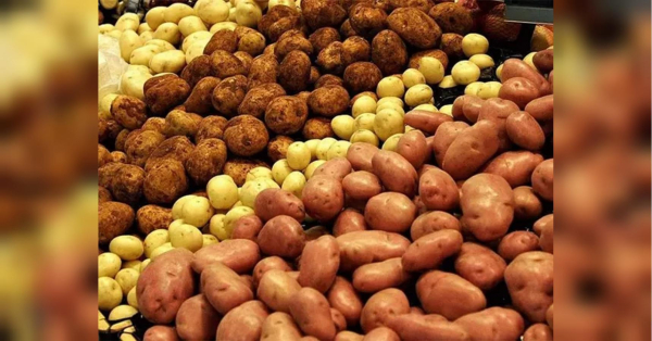 В Україні дорожчає «другий хліб»: на ринку картоплі помітили неприємну тенденцію - INFBusiness