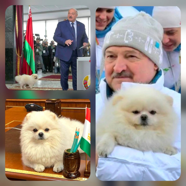Шпіцу залишено більше прав, ніж народу Білорусі: Зеленський про російське генерал-губернаторство лукашенка - INFBusiness