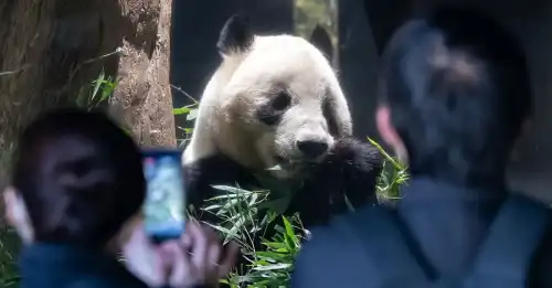 Жорстокість азіатської дипломатії: як Китай у Японії панд забирав - INFBusiness