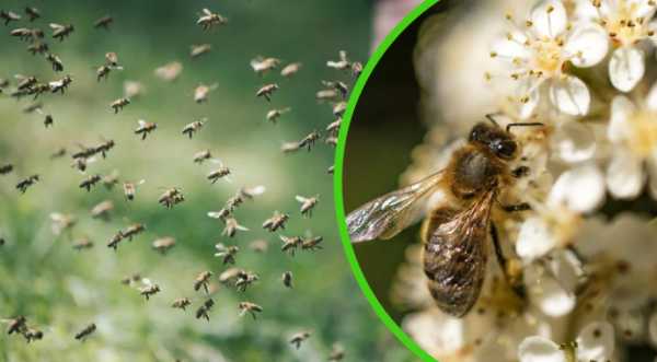 Сучасні дослідження доводять, що бджоли — складні адаптивні істоти, які не лише живляться за складними схемами, а й здатні навчатися, розпізнавати візуальні патерни та навіть сприяти науковому прогресу в галузі штучного інтелекту. Як бджоли навчаються, обирають рослини та впливають на екосистеми - INFBusiness