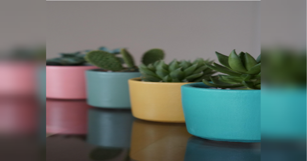 У блекаут кімнатним рослинам потрібен особливий догляд: що важливо знати та зробити - INFBusiness