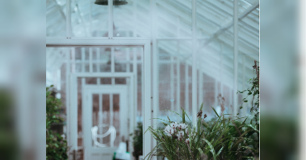 Навіщо досвідчені городники насипають сніг у теплицю: зимовий лайфхак - INFBusiness