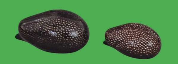 «Композиція „Сім'я їжаків“ розповідає про тепло, що тримає разом», — колекціонерка Людмила Карпінська- Романюк - INFBusiness