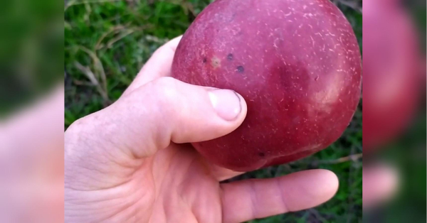 Багатьох відлякують: що насправді означають плями на яблуках і чи можна їх їсти - INFBusiness