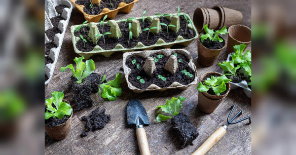 Гроші на вітер: які рослини ніколи не варто купувати розсадою, а краще сіяти насінням - INFBusiness