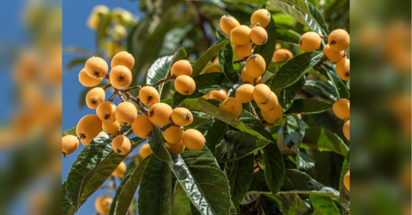 Не викидайте цей фрукт: його їдять «зіпсованим» - INFBusiness