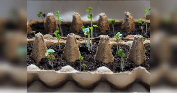 Обприскайте розсаду цим продуктом — вона виросте міцною та захищеною від хвороб - INFBusiness