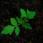 Коли сіяти помідори на розсаду: найкращі дні у 2026 році - INFBusiness