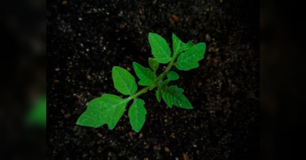 Зима для дачників — не «мертвий» сезон. Так, вдома взимку можна вирощувати огірки, а у лютому настає час висіву насіння томатів на розсаду — ранніх сортів та тих, які планують вирощувати в теплицях. Коли сіяти помідори на розсаду: найкращі дні у 2026 році - INFBusiness