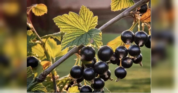 Просте зимове добриво для смородини: обов'язково внесіть його у лютому - INFBusiness