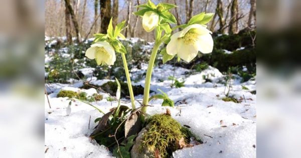 Чим зайнятися у березні на городі та в саду: місячний календар на перший місяць весни-2026 - INFBusiness