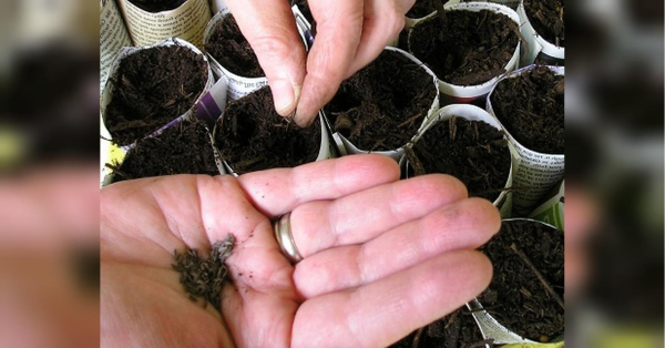 Які квіти посіяти у лютому, щоб вони радували цвітінням навесні та влітку: досвідчена експертка дала поради - INFBusiness