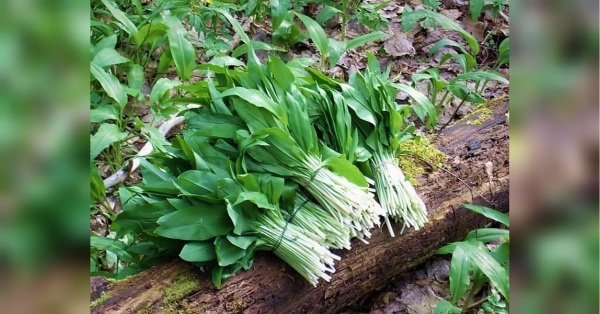 Сезон уже скоро: найкорисніша рослина, яка точно має бути у вашому меню - INFBusiness