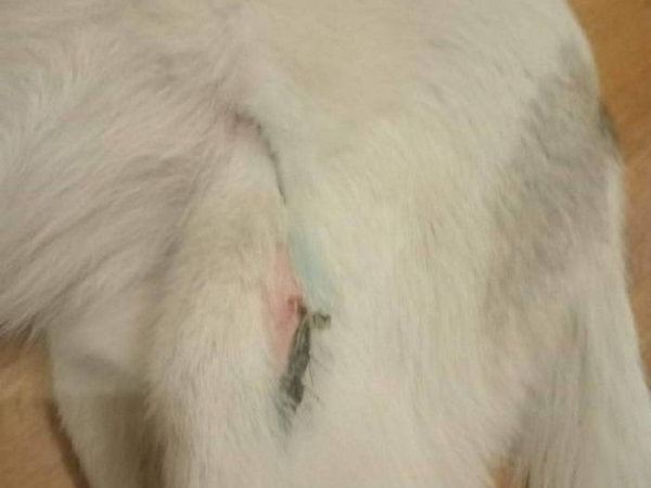 «Під час бойового завдання він нам врятував життя»: історія неймовірної дружби бійця та його собаки Мєлкого, з яким вони разом боронять країну - INFBusiness