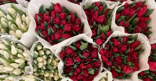 Фото: ФБ Rai Flora Тюльпани до свят будуть золотими: як морози і відключення вдарили по квітковому бізнесу - INFBusiness