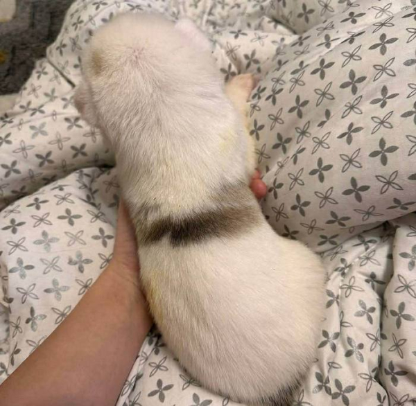 «Під час бойового завдання він нам врятував життя»: історія неймовірної дружби бійця та його собаки Мєлкого, з яким вони разом боронять країну - INFBusiness