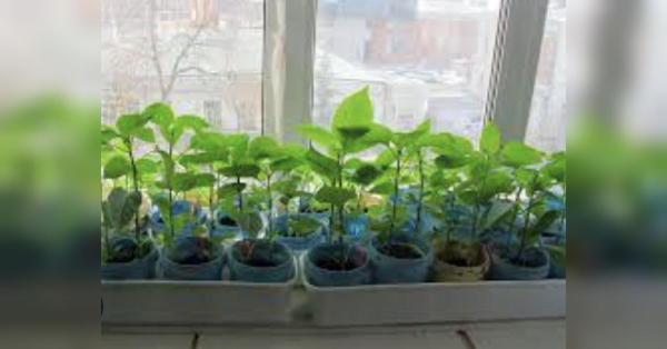 На старті перед сезоном: чим зайнятися городнику у лютому (місячний календар) - INFBusiness