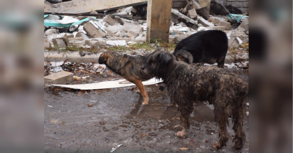Від домашнього улюбленця до хижака: як українські собаки пристосовуються до виживання на передовій - INFBusiness