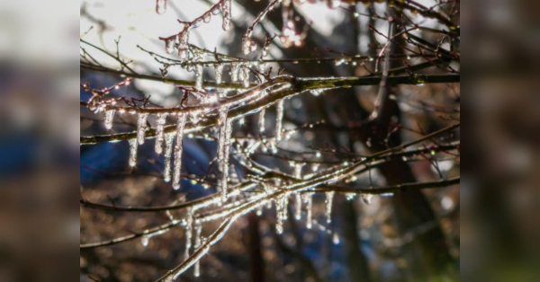 Весна настане з дня на день: наступного тижня в Україні очікується до +13 - INFBusiness