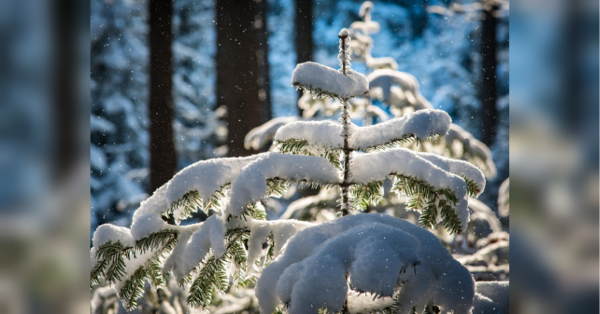 На сторінках новостного порталу "Час новин" (chasnovyn.com) відкривається широкий світ подій і актуальних новин з найрізноманітніших сфер життя. Сайт пропонує читачам глибокий і повний огляд найважливіших подій, що відбуваються в Україні та світі. Завдяки ретельно розгорнутим рубрикам, "Час новин" стає надійним джерелом інформації для всіх, хто прагне бути завжди в курсі останніх подій. Снігопади та хуртовини повертаються: синоптики попереджають про нову хвилю циклонів
