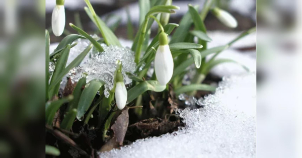 Харківський бабак побачив свою тінь: коли українцям чекати приходу весни згідно з його «прогнозом» - INFBusiness