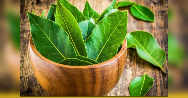 Неймовірна сила лаврового листа: цілюща спеція, яка лікує хвороби і зміцнює здоров’я - INFBusiness