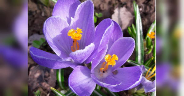 Морози в березні, спека в травні: синоптики приголомшили прогнозом на весну - INFBusiness
