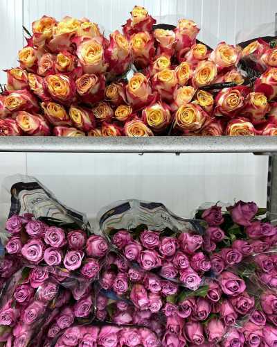 Тюльпани до свят будуть золотими: як морози і відключення вдарили по квітковому бізнесу - INFBusiness