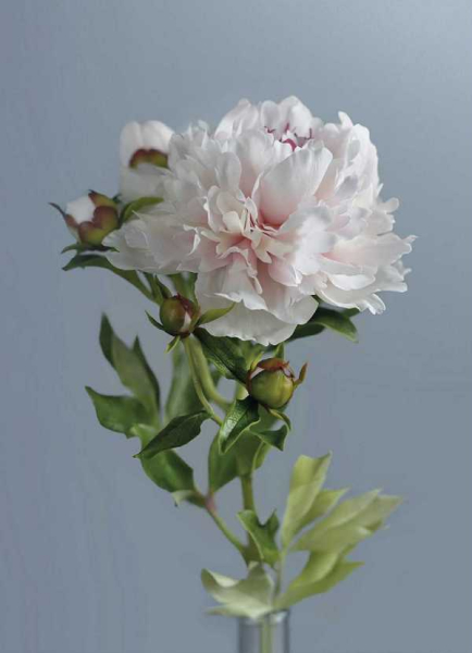 «Люди пишуть, що навіть через екран відчувають аромат моїх квітів», — майстриня з керамічної флористики Юлія Олійник - INFBusiness