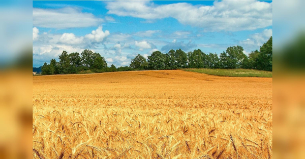 Власникам паїв та земель роздадуть 100 000 грн: усі деталі програми - INFBusiness