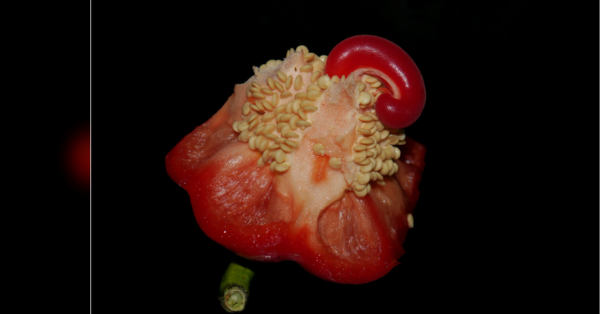 Як правильно проростити насіння перцю і кому можна це робити вже у лютому - INFBusiness