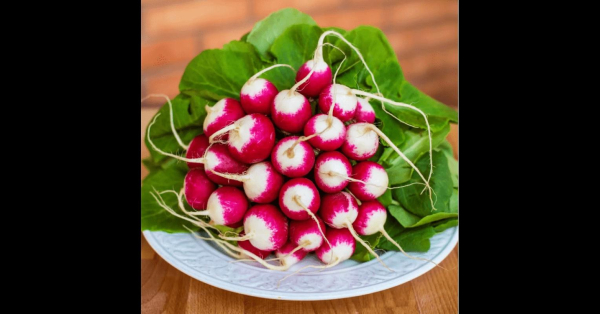 Соковита і хрустка редиска вже за місяць: коли та як правильно сіяти - INFBusiness