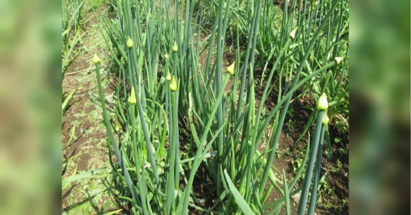 Цибуля без стрілок: що треба зробити перед посадкою - INFBusiness