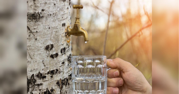 Березовий сік: користь для здоров’я, коли збирати і кому не слід пити - INFBusiness