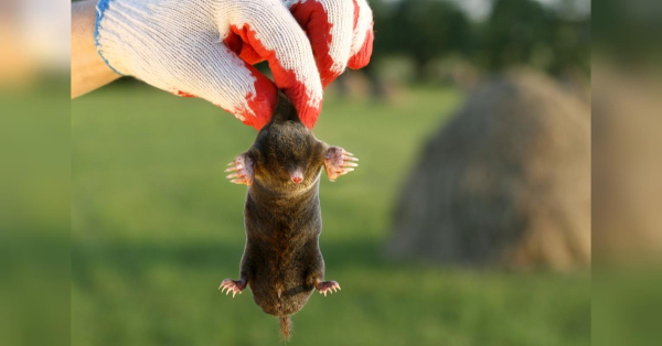 Як вигнати кротів з городу: п’ять простих і дієвих методів - INFBusiness