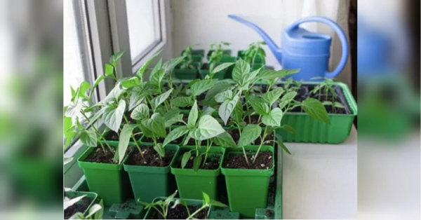 Дочекайтеся квітня: чому досвідчені городники не радять поспішати висаджувати розсаду у березні - INFBusiness