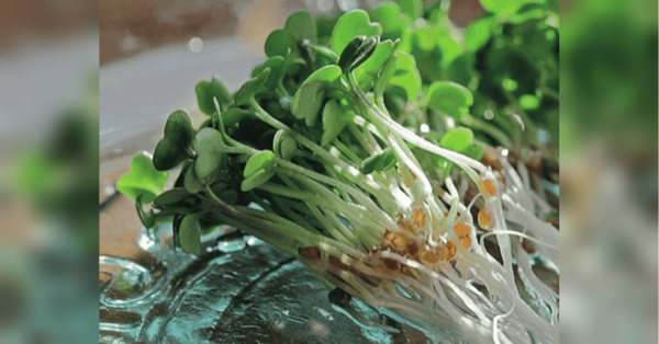 Суперфуд на вашому столі: продукти для кращого балансу поживних речовин - INFBusiness