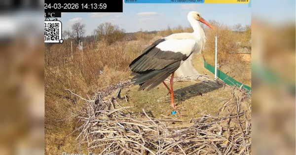 Повернувся додому під ворожими ракетами: зірковий лелека Грицик знову в прямому ефірі з Полтавщини - INFBusiness