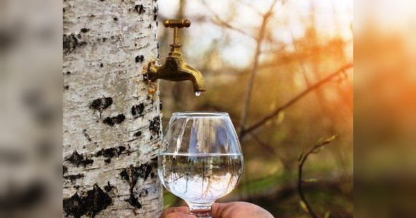 Цей сік зміцнює імунітет: коли його можна збирати - INFBusiness