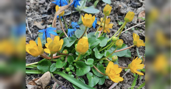 Овнам — не витрачати сили дарма, Стрільцям — не хапатися за все: гороскоп на тиждень 23−29 березня - INFBusiness