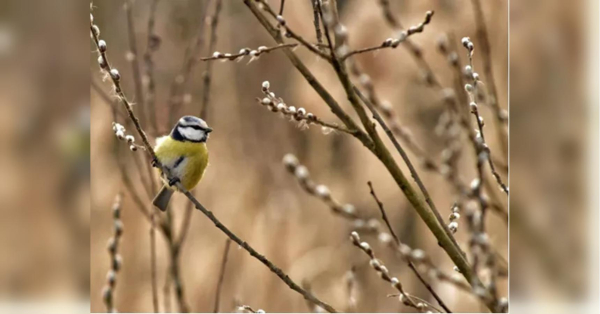 Весна прийшла остаточно, але ночі ще холодні та місцями мокрий сніг: прогноз погоди на вихідні 21 та 22 березня - INFBusiness