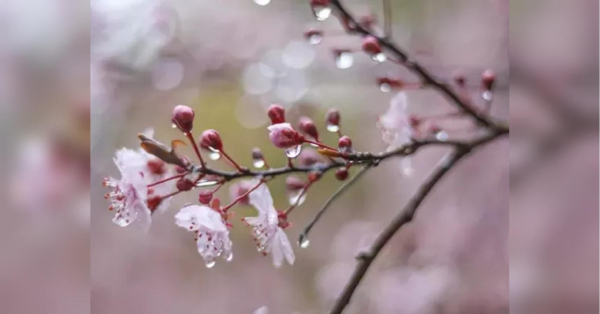 Україна у владі антициклону: протягом тижня теплішатиме повільно, але впевнено - INFBusiness