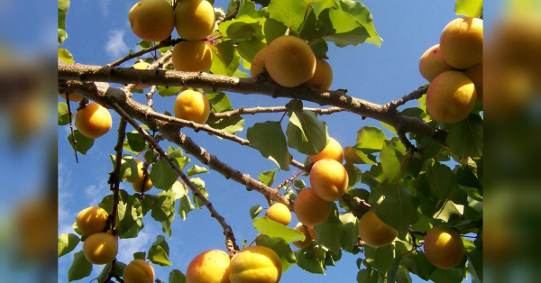 Як обрізати абрикос навесні, щоб дерево щедро плодоносило роками - INFBusiness