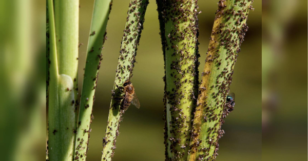 Позбавтеся попелиці на ділянці до початку городнього сезону: як це зробити - INFBusiness