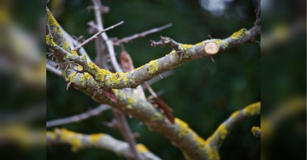 Урожай буде більшим: які плодові дерева потрібно обрізати весною - INFBusiness