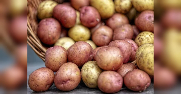 Як підготувати картоплю до садіння: секрети гарного врожаю - INFBusiness