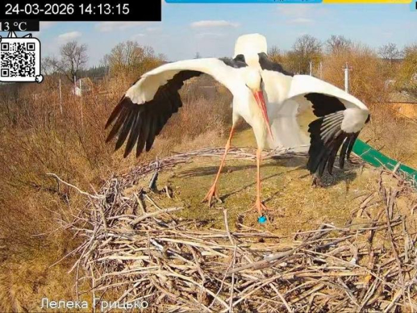 Повернувся додому під ворожими ракетами: зірковий лелека Грицик знову в прямому ефірі з Полтавщини - INFBusiness
